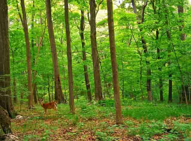 袖虎病猫攻略：猫反复长跳蚤是为什么？