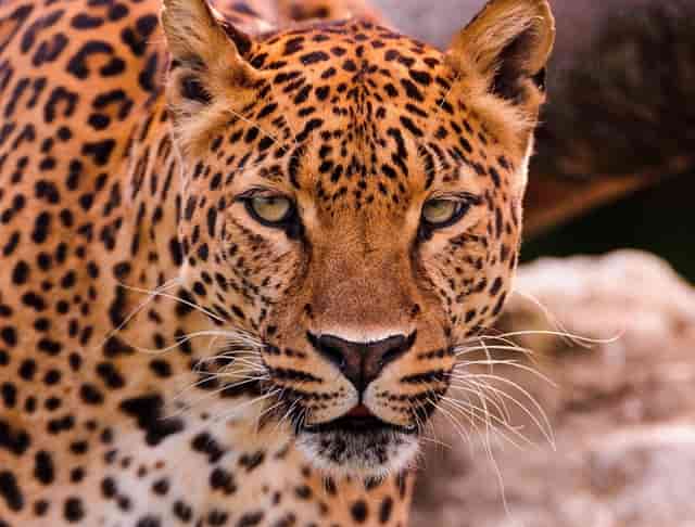 杭州新政没有落户能买房吗