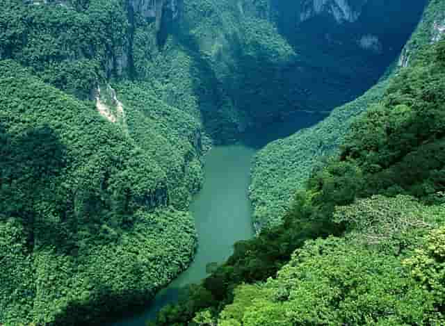 袖虎病猫攻略： 猫咪耳螨的认知与治疗