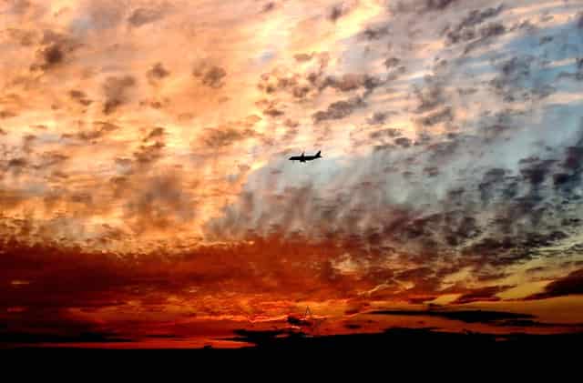 蒲公英茶对乳腺癌患者有用吗(乳腺癌手术后可以喝蒲公英茶吗)