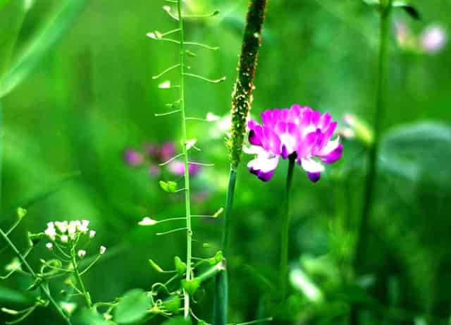 袖虎病猫攻略：猫的黄疸知多少