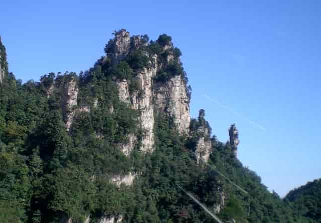 袖虎案例：猫鼻支还会容易死猫吗？