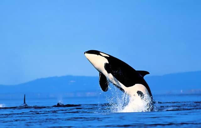 别人喜欢的人我就不喜欢