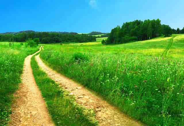 袖虎病猫攻略：猫咪嘴肿怎么办？