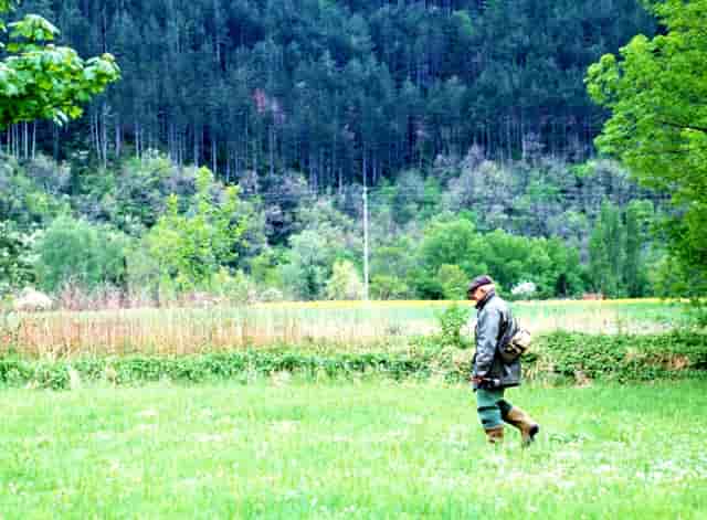 袖虎病猫攻略：猫咪腹泻的处理方法