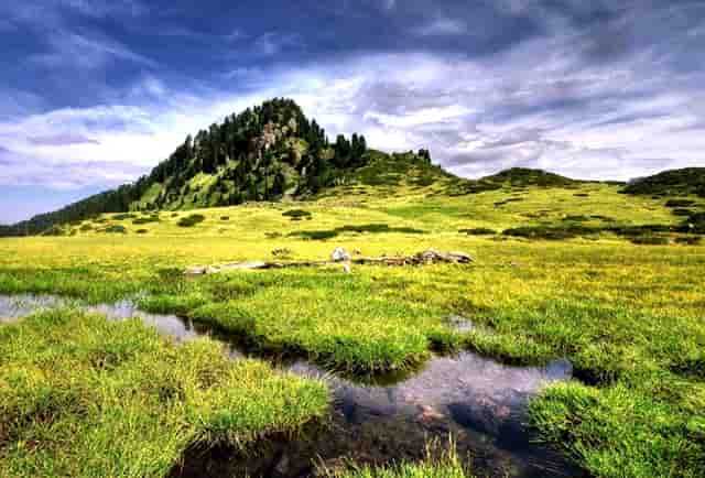 袖虎病猫攻略：猫咪上呼吸道感染怎么治