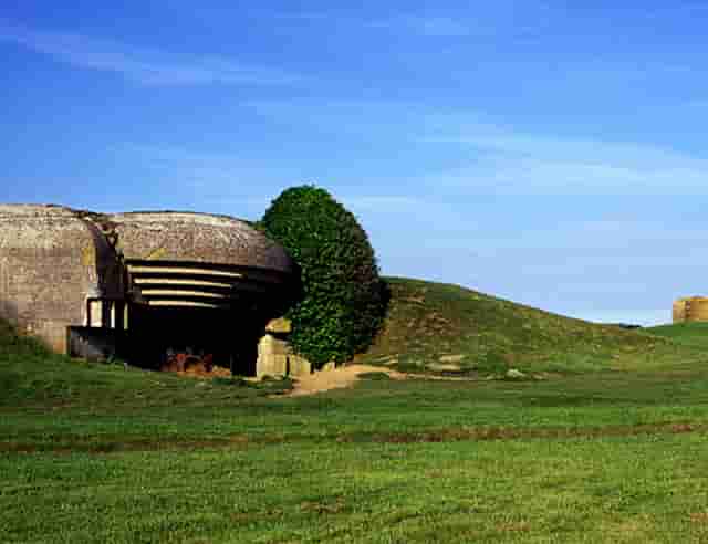 袖虎病狗攻略：狗狗鼻炎别大意