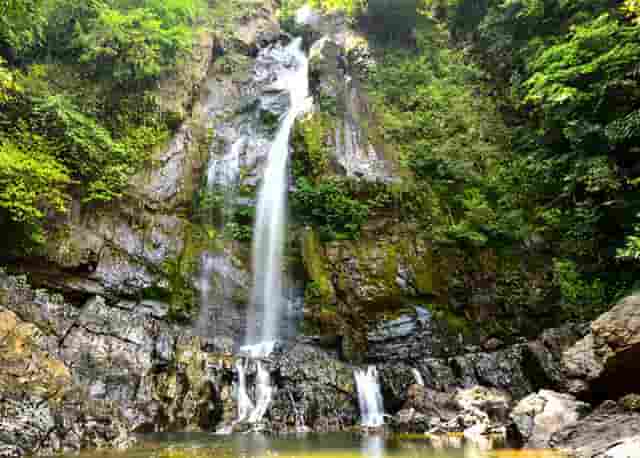 袖虎病狗攻略：金毛关节炎，必须小心