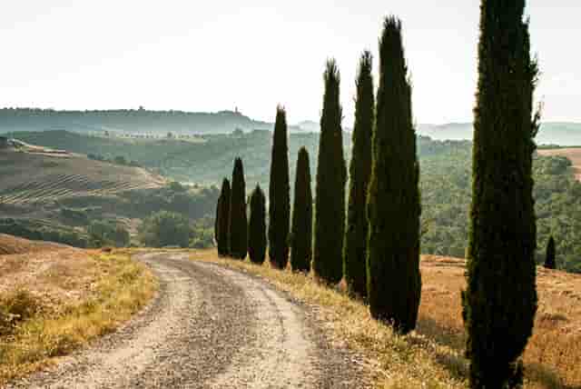 袖虎病猫攻略：两招搞定猫咪跳蚤