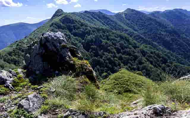 “鄂尔多斯红葱”正逐步走向产业化