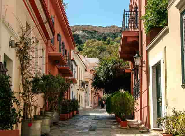 袖虎病猫攻略：猫生了跳蚤怎么办？